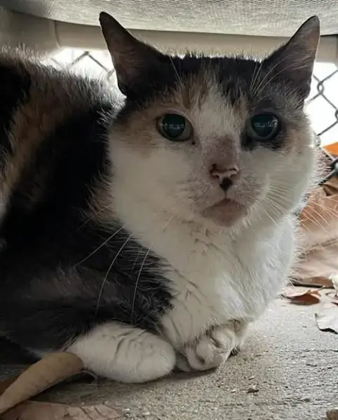Lady