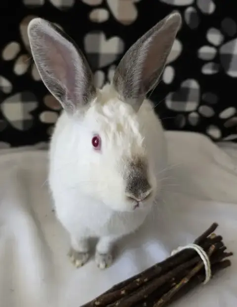 Smudge photo 3