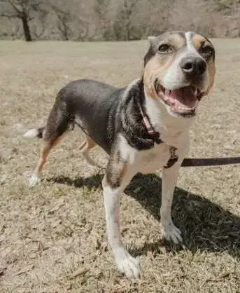 Daisy photo 3