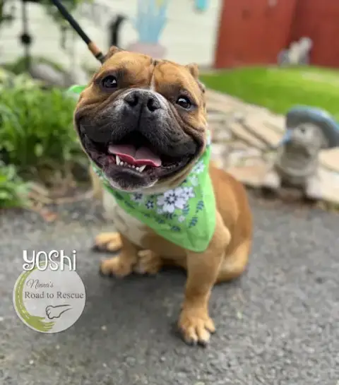 Yoshi photo 2
