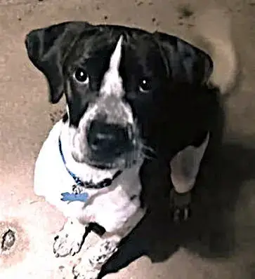 Domino