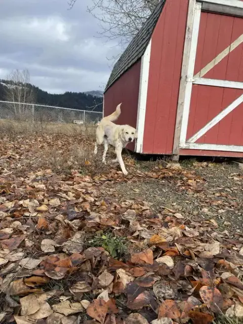 Clementine photo 2