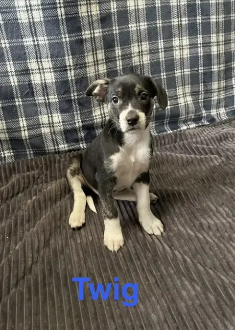 Twig