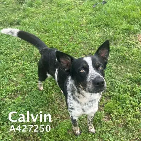 Calvin