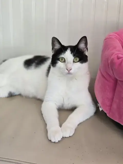Kiara