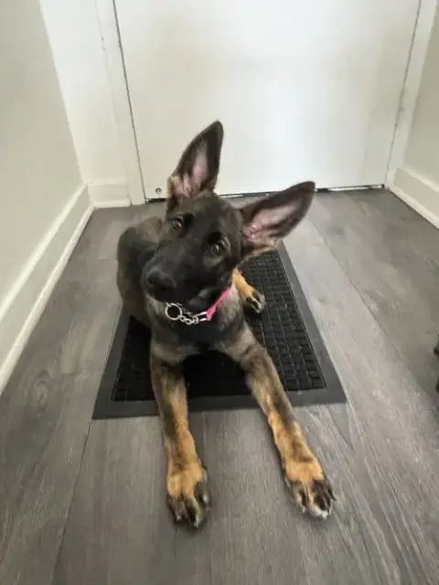 Suki