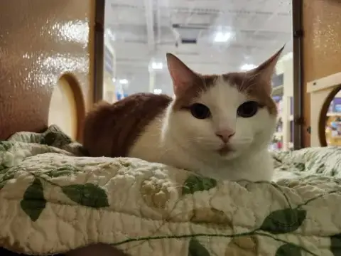 Oliver