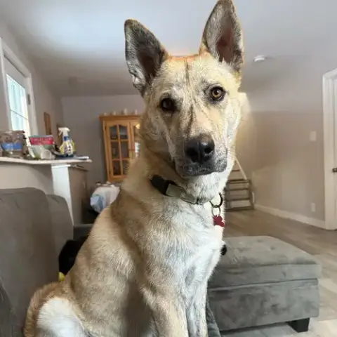 Hugo