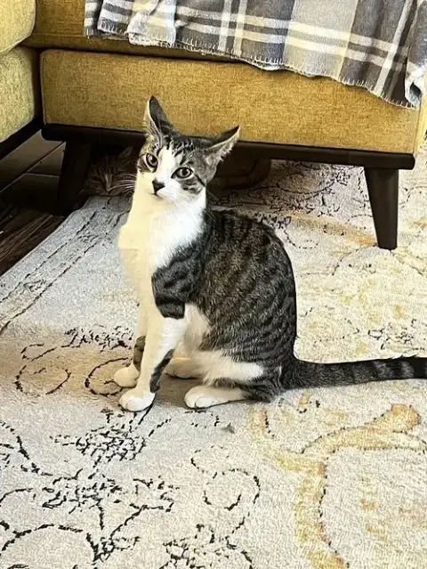 Elvis