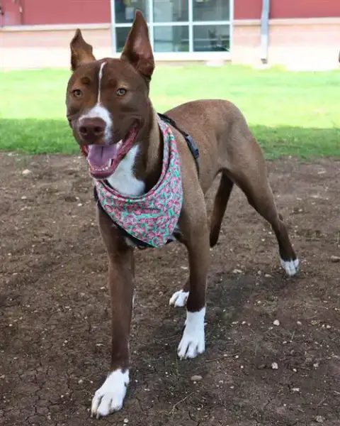 Doggie