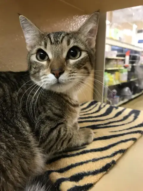 Tiggie photo 5