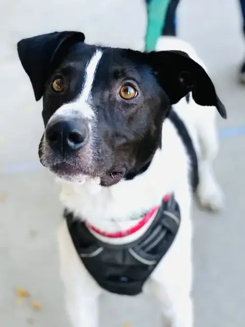 Chester 2 *Adopt Or Foster* photo 5