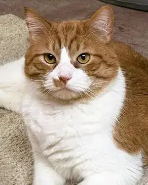 Jojo