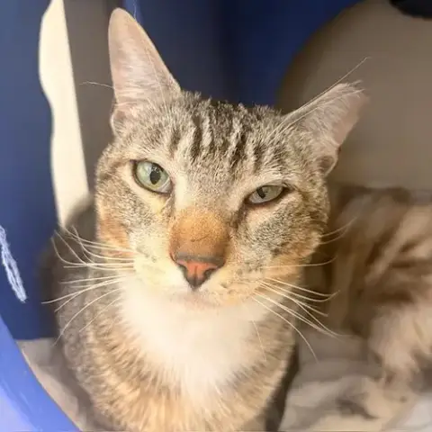 Mojo