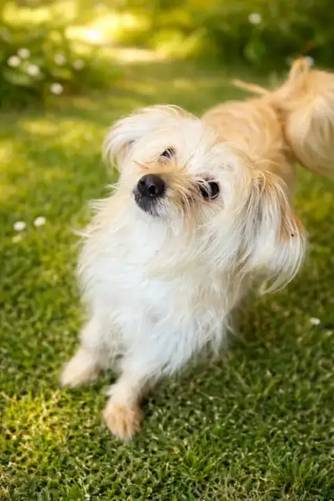 Bonita
