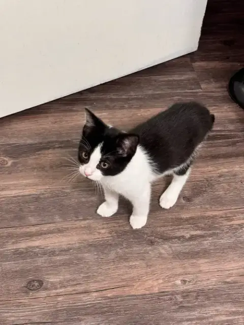 Courtesy Post: Kitten photo 4
