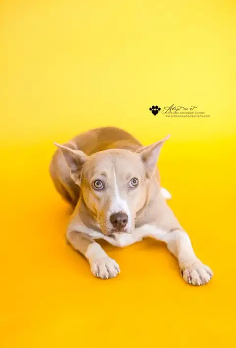 Penny photo 3