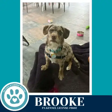 Brooke 042526