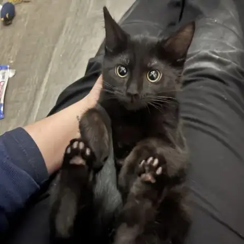 Toothless