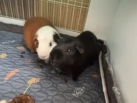 Tango And Cash