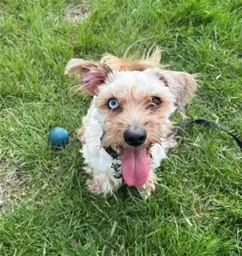 Louie