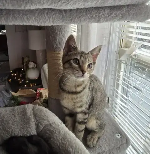 Hazel
