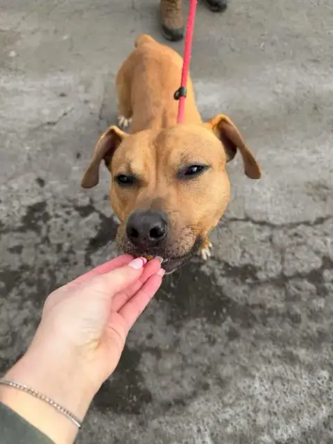 Bodhi