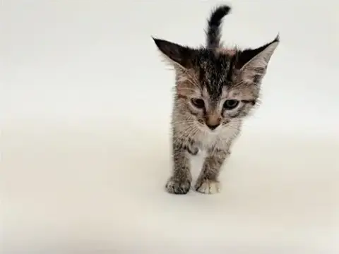 Nell