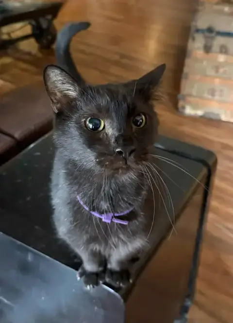 Nuggget