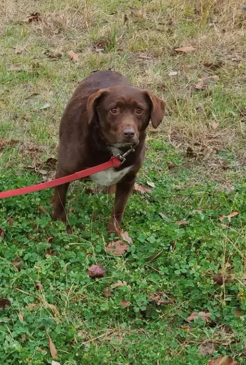 Bosco photo 4