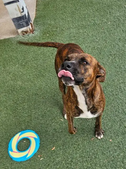 Sheldon-$75 Adoption Fee! Diamond Dog! photo 4