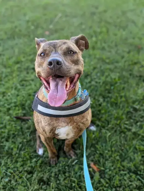 Bruno *Foster Needed* photo 3