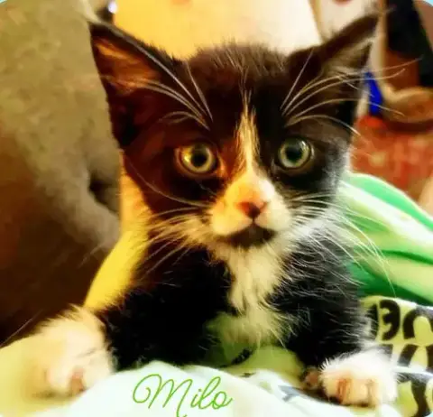 Milo *Kitten* photo 4