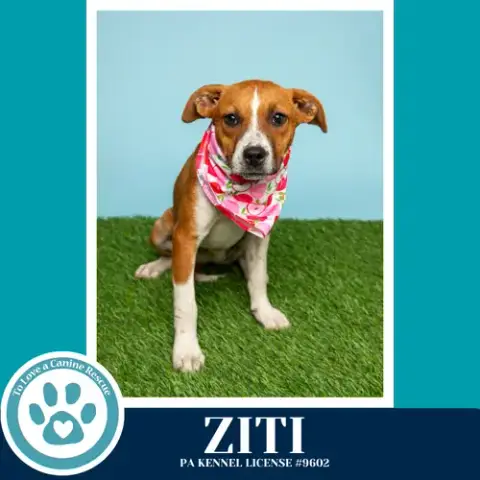 Ziti photo 3