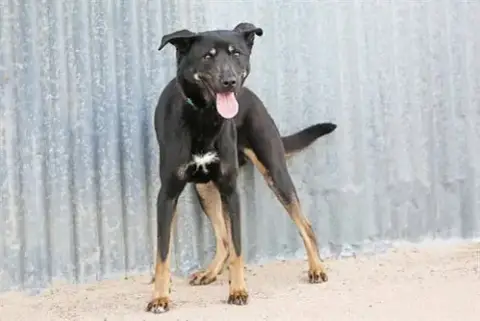 Anaya