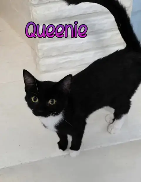 Queenie photo 3