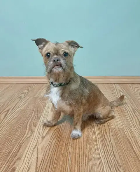 Ollie