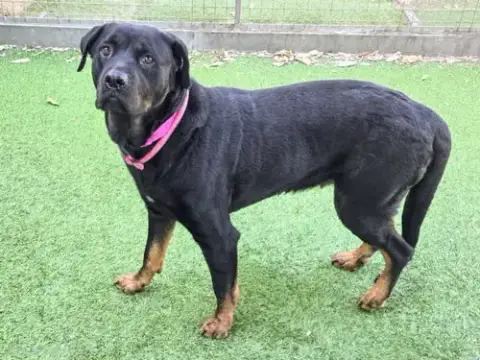 Wanda