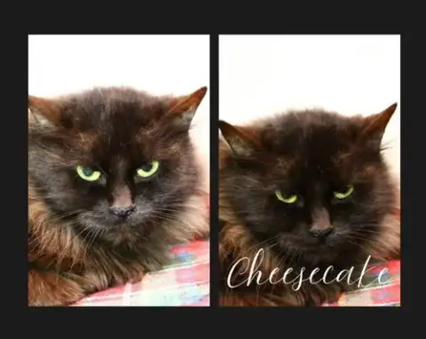 Cheesecake- Bonded Pair