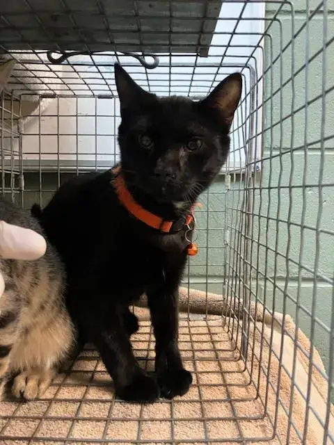 Emperor Meowpatine