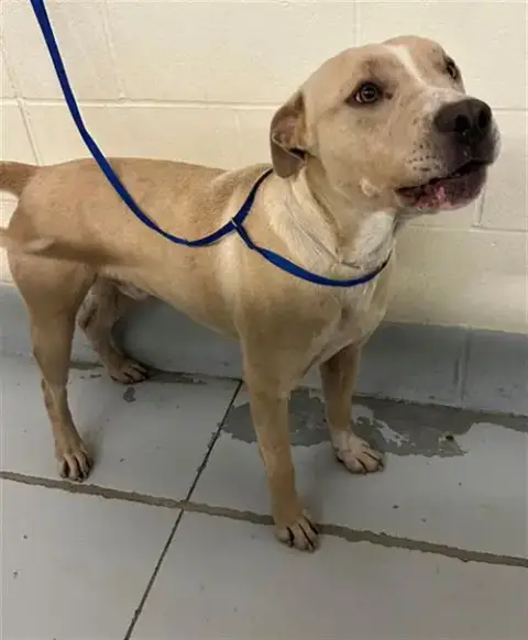 Scooby