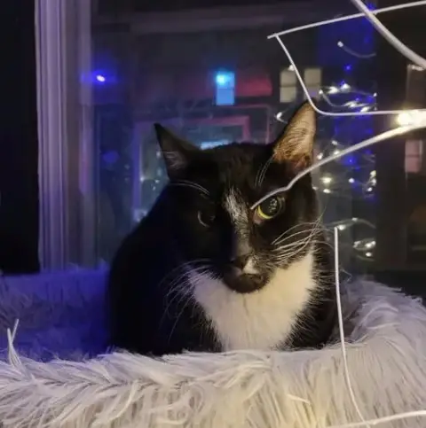 Caesar photo 2