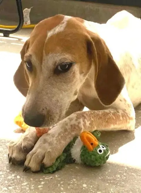 Kermit photo 5