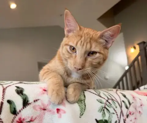 Juni