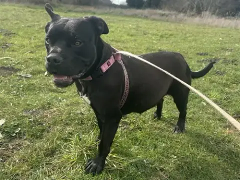 Fiona