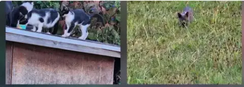 Barn/Outdoor Cats Urgently In Need Of New Homes photo 3