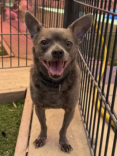 Coco