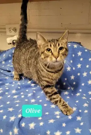 Olive photo 3