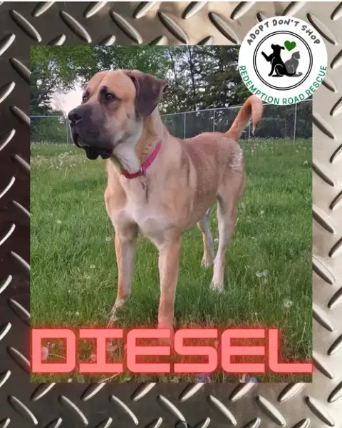 Diesel photo 4