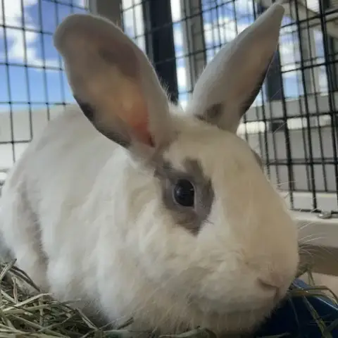 Pepper photo 3